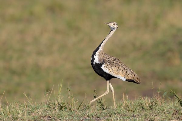 Bustard, WILD4 African photographic safaris Kenya