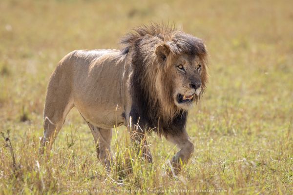 Male Lion, Maasai Mara Photo Safari Stu Porter Kenya