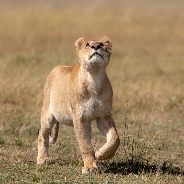 Lion looking up, Stu Porter Photography Masai Mara Kenya