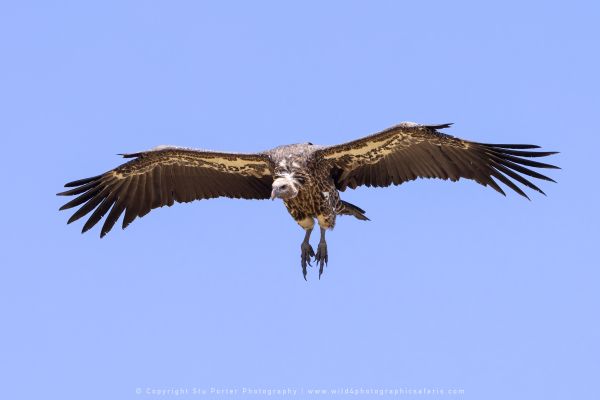 Vulture, Photography Tours with Stu Porter Kenya