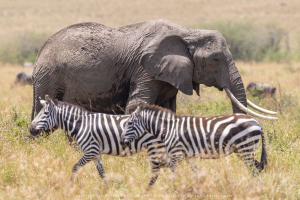 Elephant, WILD4 African photographic safaris Kenya