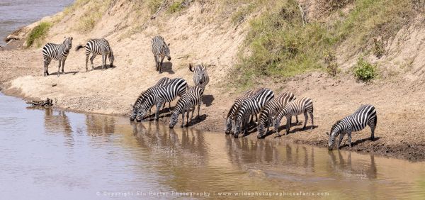 Zebra drinking, Stu Porter Photography Masai Mara Kenya