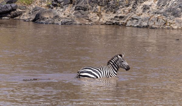 Zebra and crocodile, WILD4 African photographic safaris Kenya