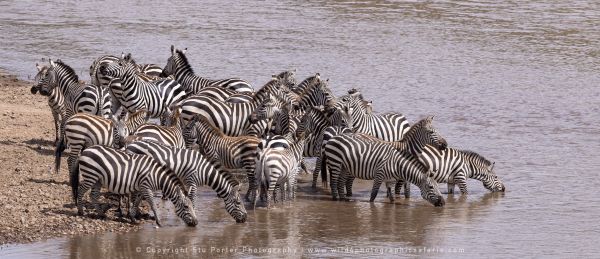 Zebra, Maasai Mara Photo Safari Stu Porter Kenya