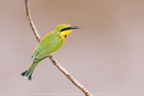 Little, Bee-eater, Photography Tours with Stu Porter Kenya