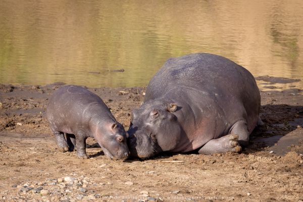 Hippos, Stu Porter Photography Masai Mara Kenya