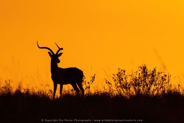 Impala sunrise, silhouette, WILD4 African photographic safaris Kenya