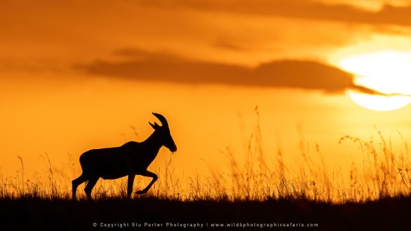 Topi sunrise silhouette, Stu Porter Photography Masai Mara Kenya