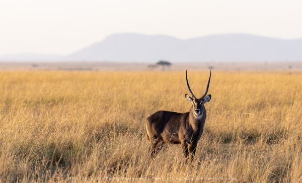 Waterbuck, Maasai Mara Photo Safari Stu Porter Kenya