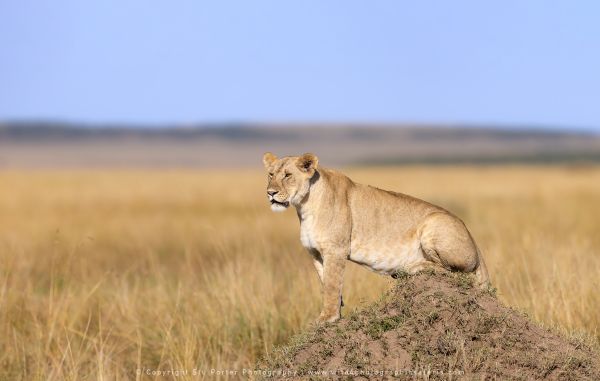 Lion, termite, mound, WILD4 African photographic safaris Kenya