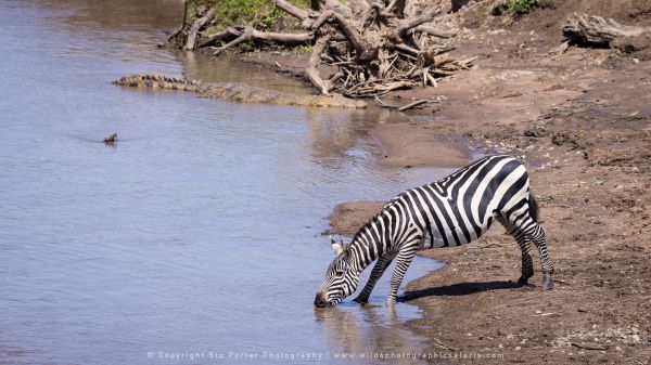 Zebra, Photography Tours with Stu Porter Kenya