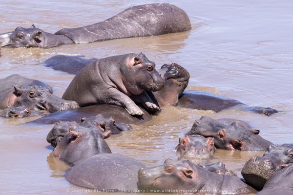 Hippos, Stu Porter Photography Masai Mara Kenya