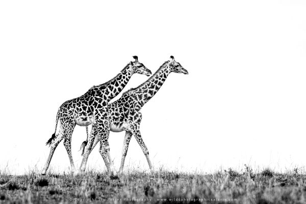 Giraffe, WILD4 African photographic safaris Kenya