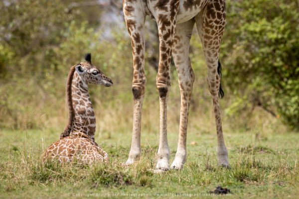 Baby Giraffe, Maasai Mara Photo Safari Stu Porter Kenya