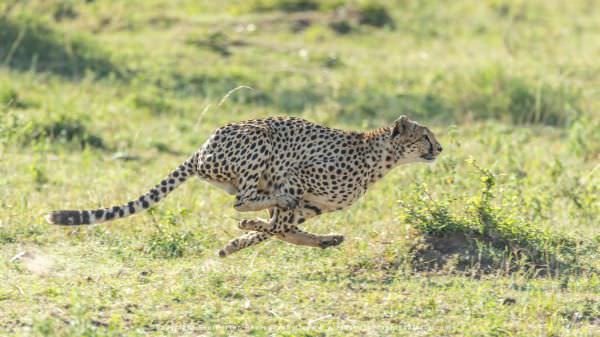 One of the five male Cheetah at full speed, Maasai Mara, Kenya. Stu Porter Photographic Tour
