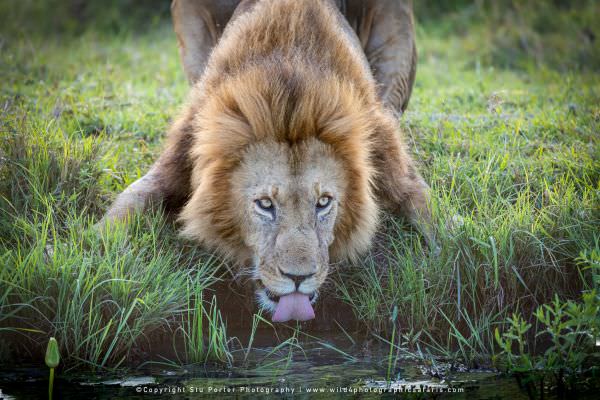 Male Lion drinking, Maasai Mara, Kenya. Stu Porter Photographic Tour
