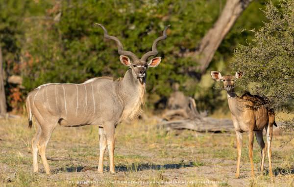 Greater Kudus, Khwai Concession Botswana. African Photographic Safari