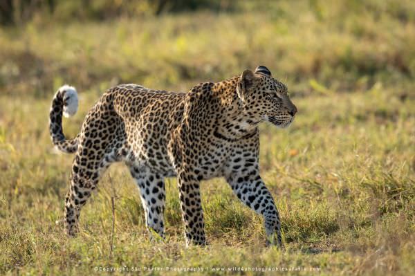 Leopard, Khwai Concession Botswana. African Photographic Safari