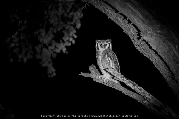 A Verreaux's Eagle Owl at night, Khwai Concession Botswana. Wild4 Photo Safaris