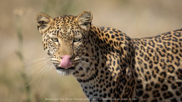 Leopard, Khwai Concession Botswana. Small Group Photo Safari Specialists