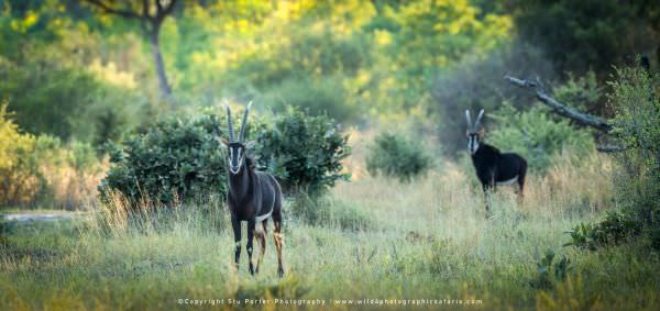 Sable Antelope, Khwai Concession Botswana. Africa Photo Safari. Wildlife Panorama & composite image