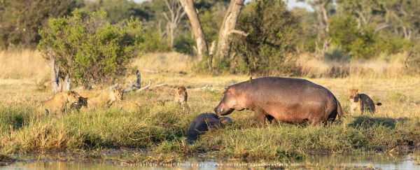 The female Hippo trying to keep the Lions away from her baby, Khwai Concession Botswana. Wild4 Photo