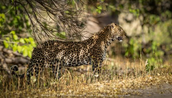 Leopard in the shade, Khwai Concession Botswana. Africa Photo Safari. Wildlife Panorama