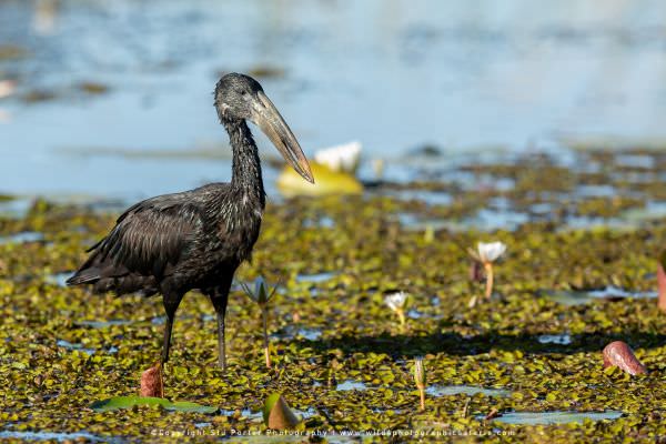 African Open Billed Stork, Khwai Concession Botswana. Wild4 Photo Safaris