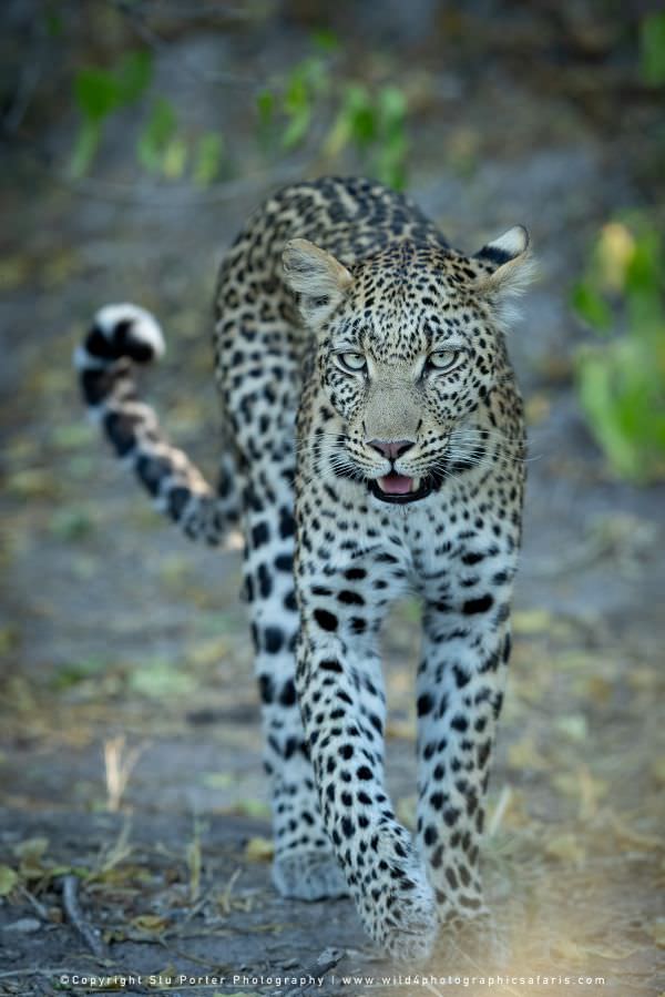 Young female Leopard, Khwai Concession Botswana. Stu Porter Photography Tours