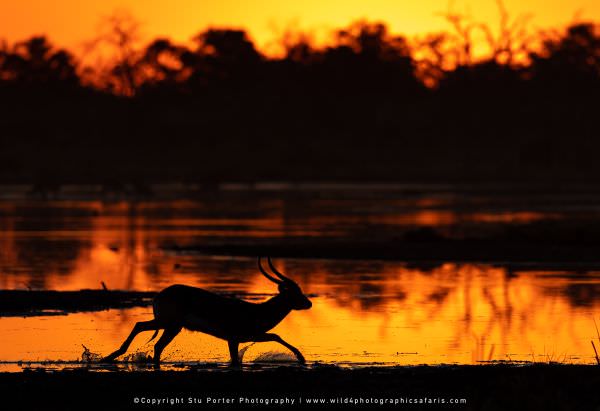 Red Lechwe running at sunset, Khwai Concession Botswana. African Photographic Safari