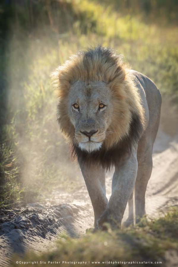 Male Lion, Khwai Concession Botswana. African Photographic Safari