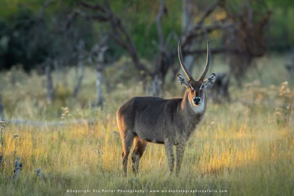 Common Waterbuck Moremi Game Reserve. WILD4 Afrocan photo safaris