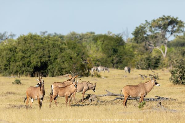 Roan Antelope, Khwai Concession Botswana. Wild4 Photo Safaris