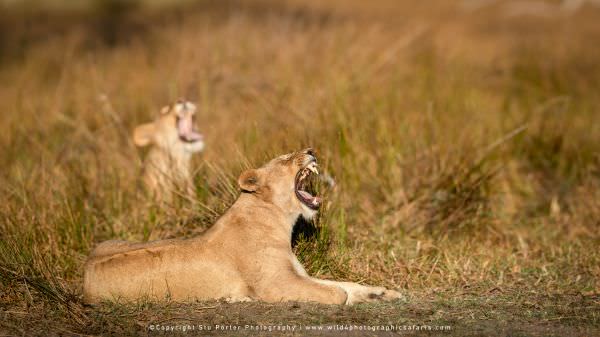 Lions yawning, Khwai Concession Botswana. Stu Porter Photography Tours. Wildlife Panorama & composit