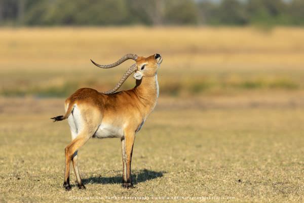 Male Red Lechwe Antelope using his horn to scratch himself, Khwai Concession Botswana. Stu Porter Ph