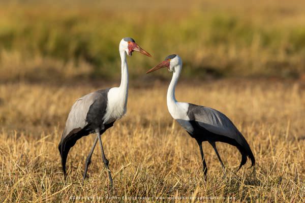A pair of endangered Wattled Cranes, Khwai Concession Botswana. Africa Photo Safari