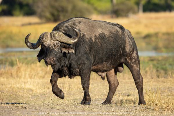 Cape Buffalo Khwai Concession, Botswana. Wild4 Photo Safaris