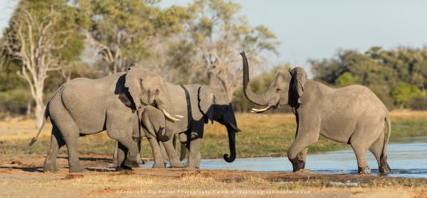 Elephants fighting Khwai Concession, Botswana. Wild4 Photo Safaris. Wildlife Panorama