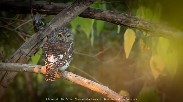 Barred Owlet Khwai Concession, Botswana. Africa Photo Safari
