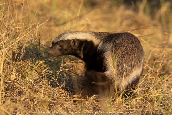 Cape Honey Badger Khwai Concession, Botswana. Stu Porter Photography Tours