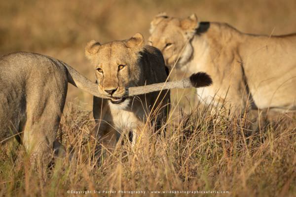 Lionesses playing Khwai Concession, Botswana. Small Group Photo Safari Specialists