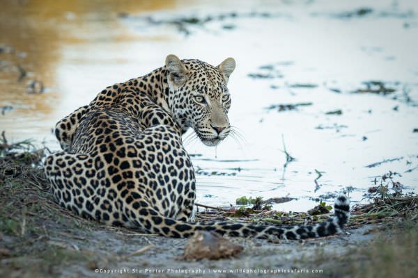Male Leopard. Stu Porter Photography Tours. Wildlife Panorama