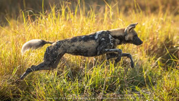 Cape Hunting Dog, Botswana Photo Safari with WILD4 African photographic tours