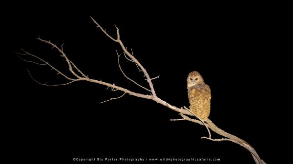 Pel's Fishing Owl, Leopard Lagoon Khwai Concession, Botswana. Small Group Photo Safari Specialists