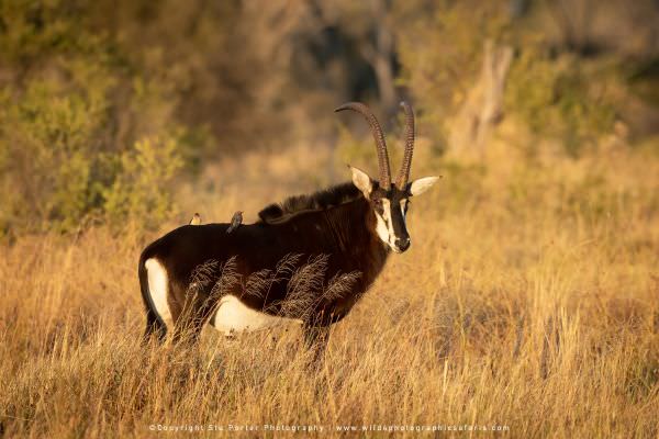 Sable Antelope Khwai Concession, Botswana. Small Group Photo Safari Specialists
