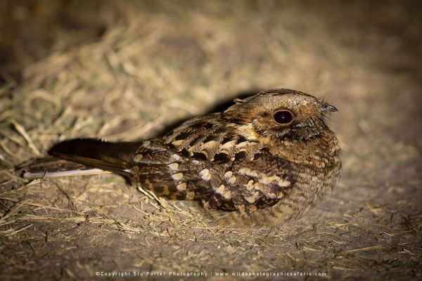 Fiery-necked Nightjar Khwai Concession, Botswana. Wild4 Photo Safaris