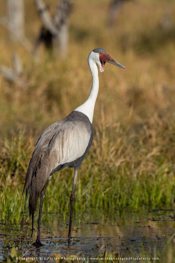 An endangered Wattled Crane Moremi Game Reserve, Botswana. Stu Porter Photography Tours