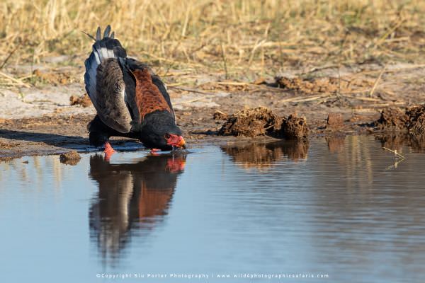 Bateleur Eagle Khwai Concession, Botswana. Wild4 Photo Safaris