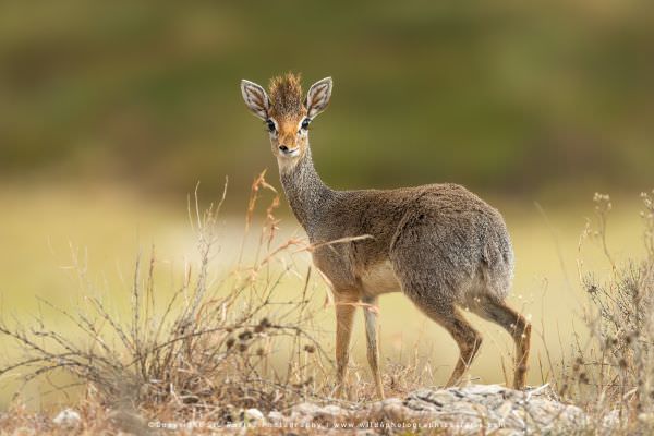 Image of a female Dik dik in the Ndutu area - Tanzania © Stu Porter Photography Safaris