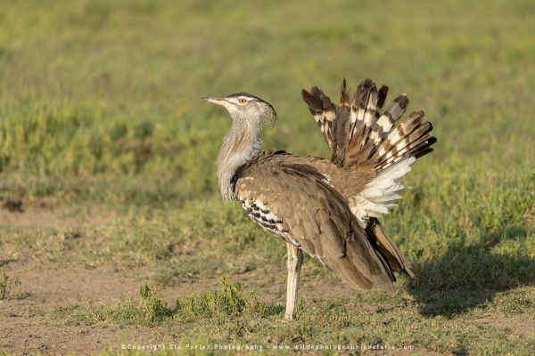 Stu Porter African Wildlife Photography